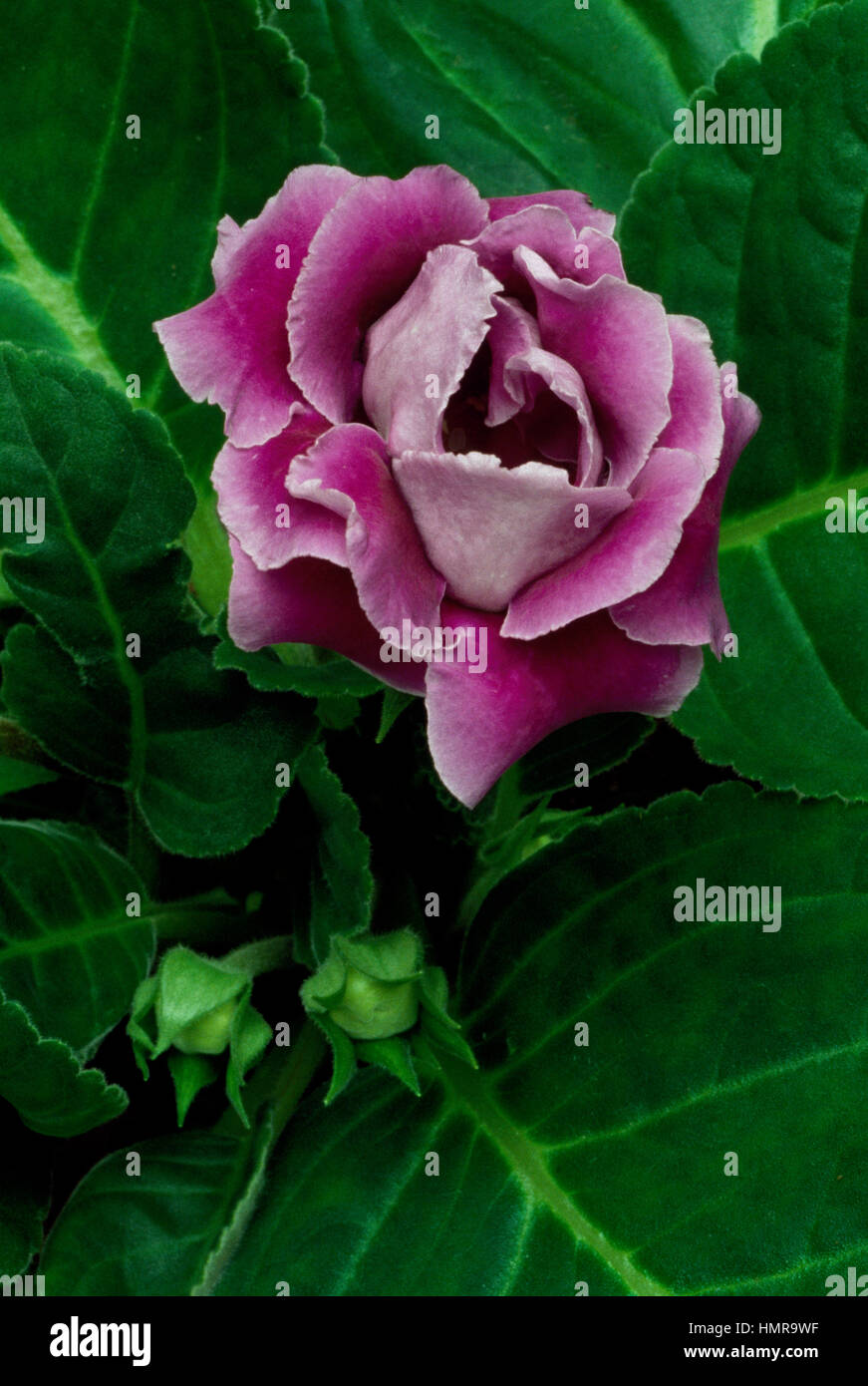 Blumengeschäft Gloxinia oder brasilianischen Gloxinia (Gloxinia Speciosa oder Sinningia Speciosa), Gesneriengewächse. Stockfoto