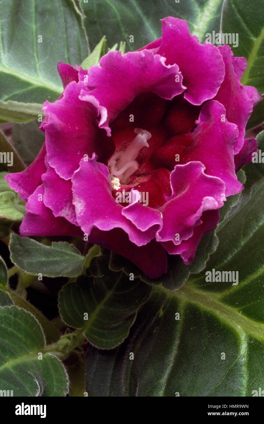 Blumengeschäft Gloxinia oder brasilianischen Gloxinia (Gloxinia Speciosa oder Sinningia Speciosa), Gesneriengewächse. Stockfoto
