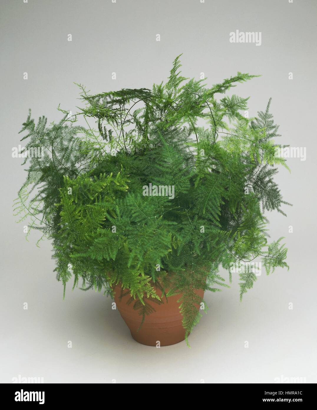 fagus anhnger Fagus Kleiner Anhnger online kaufen  KOKOMOO