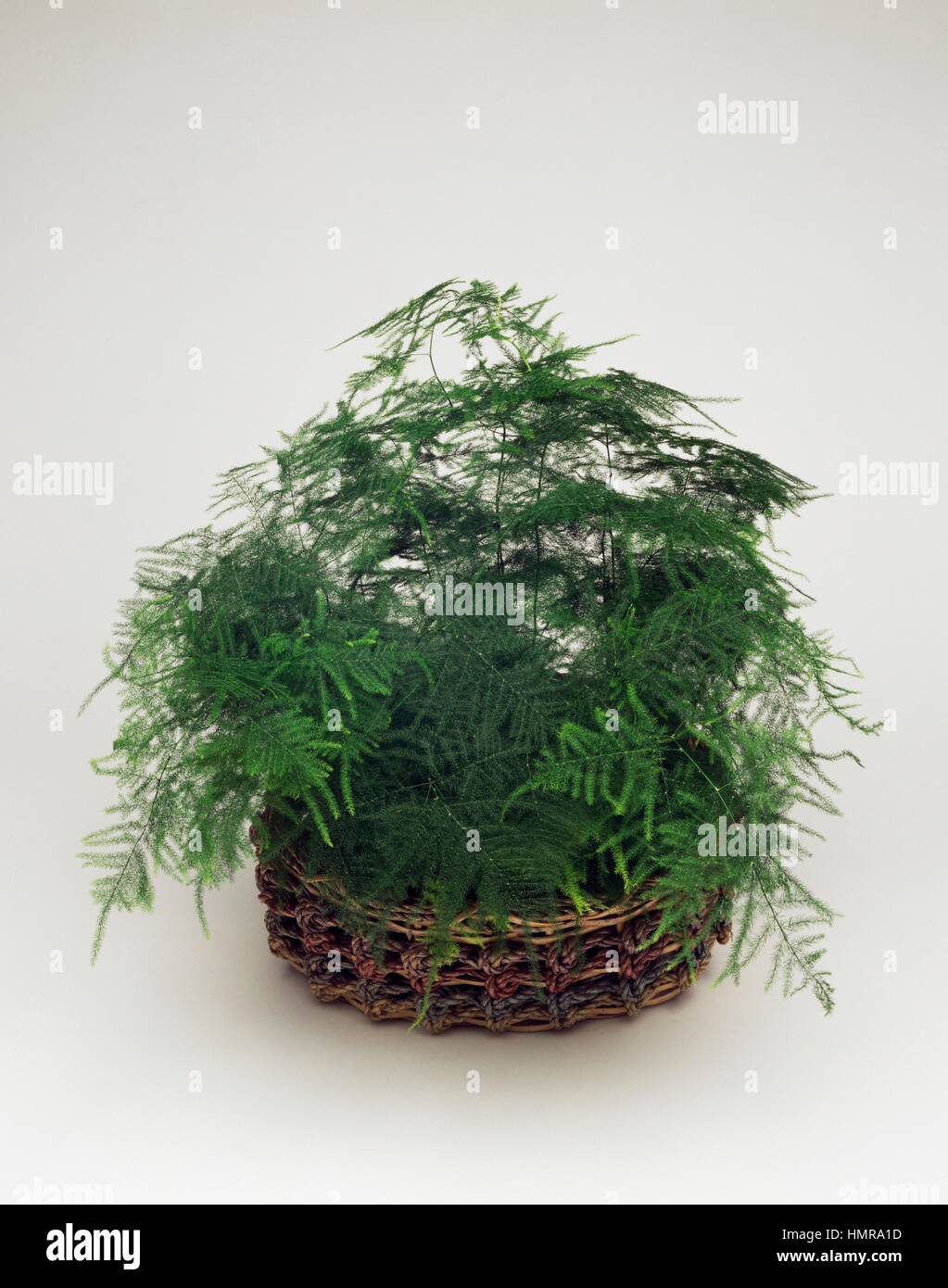 Gemeinsamen Spargel Farn oder Spitze Farn (Spargel Setaceus Plumosus),  Liliaceae Stockfotografie - Alamy
