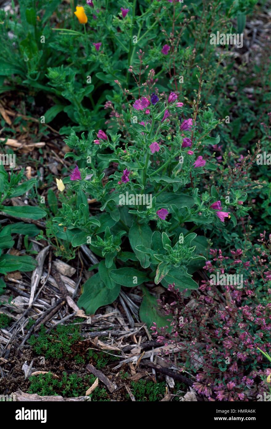Heil-Jane in voller Blüte (Echium Plantagineum), Boraginaceae. Stockfoto