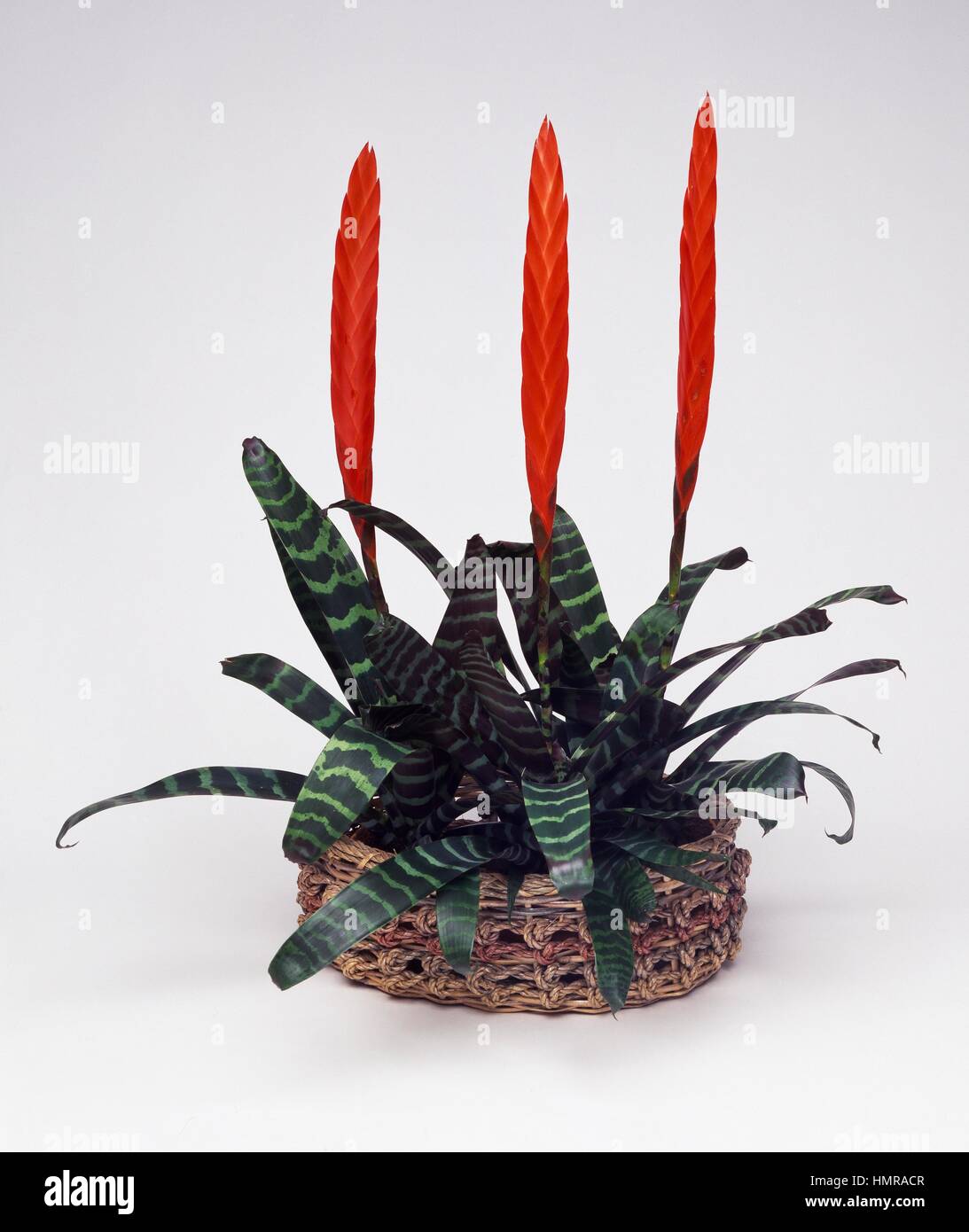 Flaming sword Fotos und Bildmaterial in hoher Auflösung Alamy