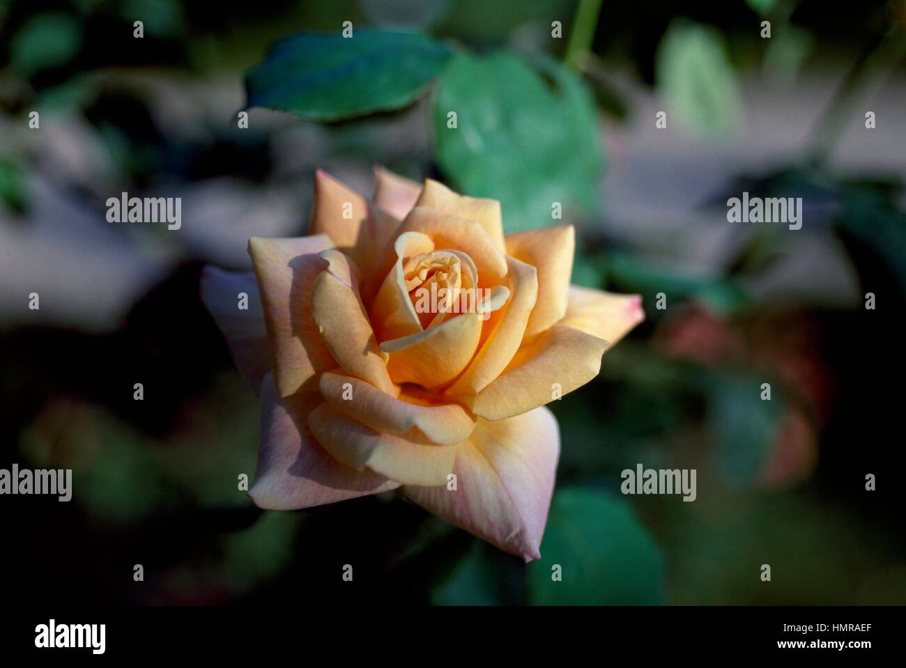 Rose (Rosa Diorama), Rosengewächse. Stockfoto