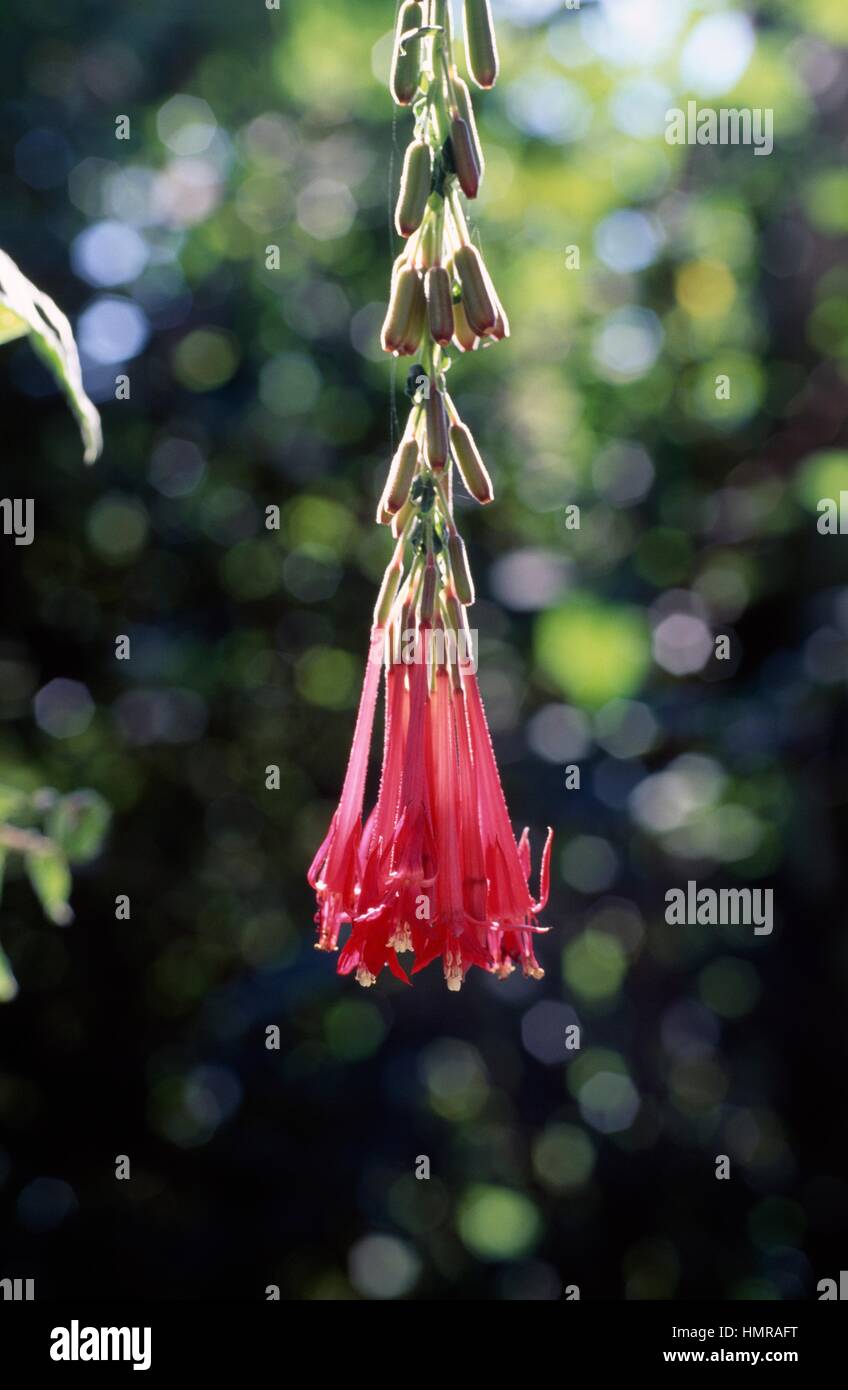 Fuchsie (Fuchsia Boliviana), Onagraceae. Stockfoto