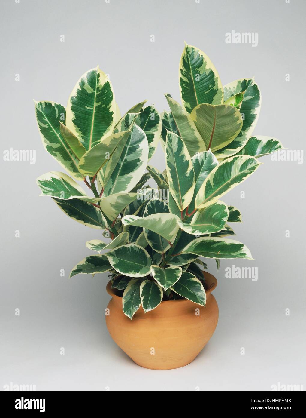 korbmarante blätter braun Korbmarante 'Medaillon' - Calathea medaillon