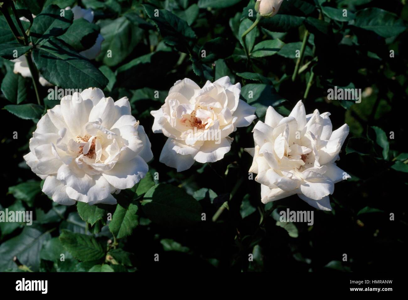 Rose Rosa White Queen Elizabeth Rosengewachse Stockfotografie Alamy