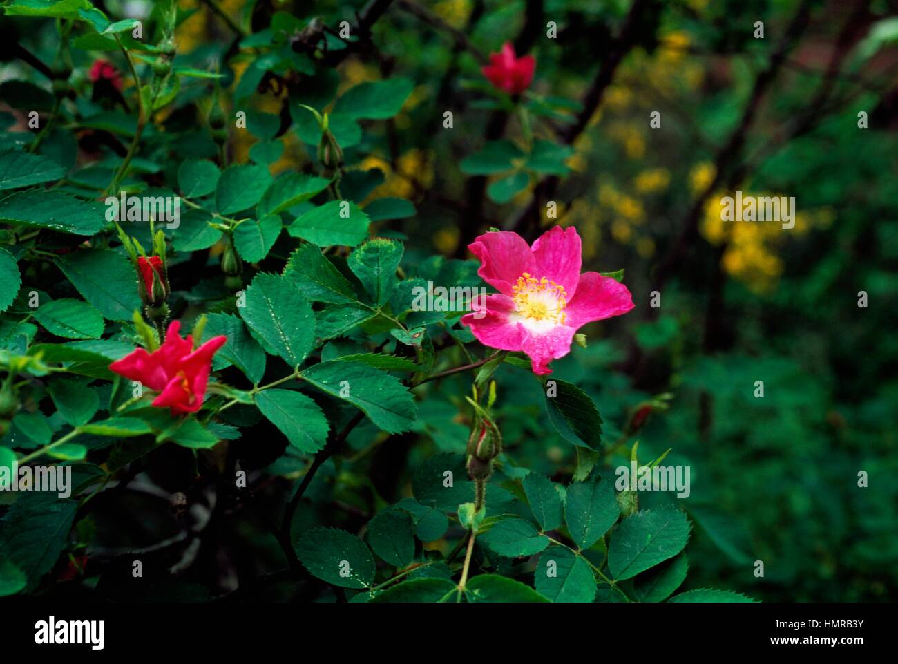 Sherard downy Rose (Rosa Sherardii), Rosengewächse. Stockfoto