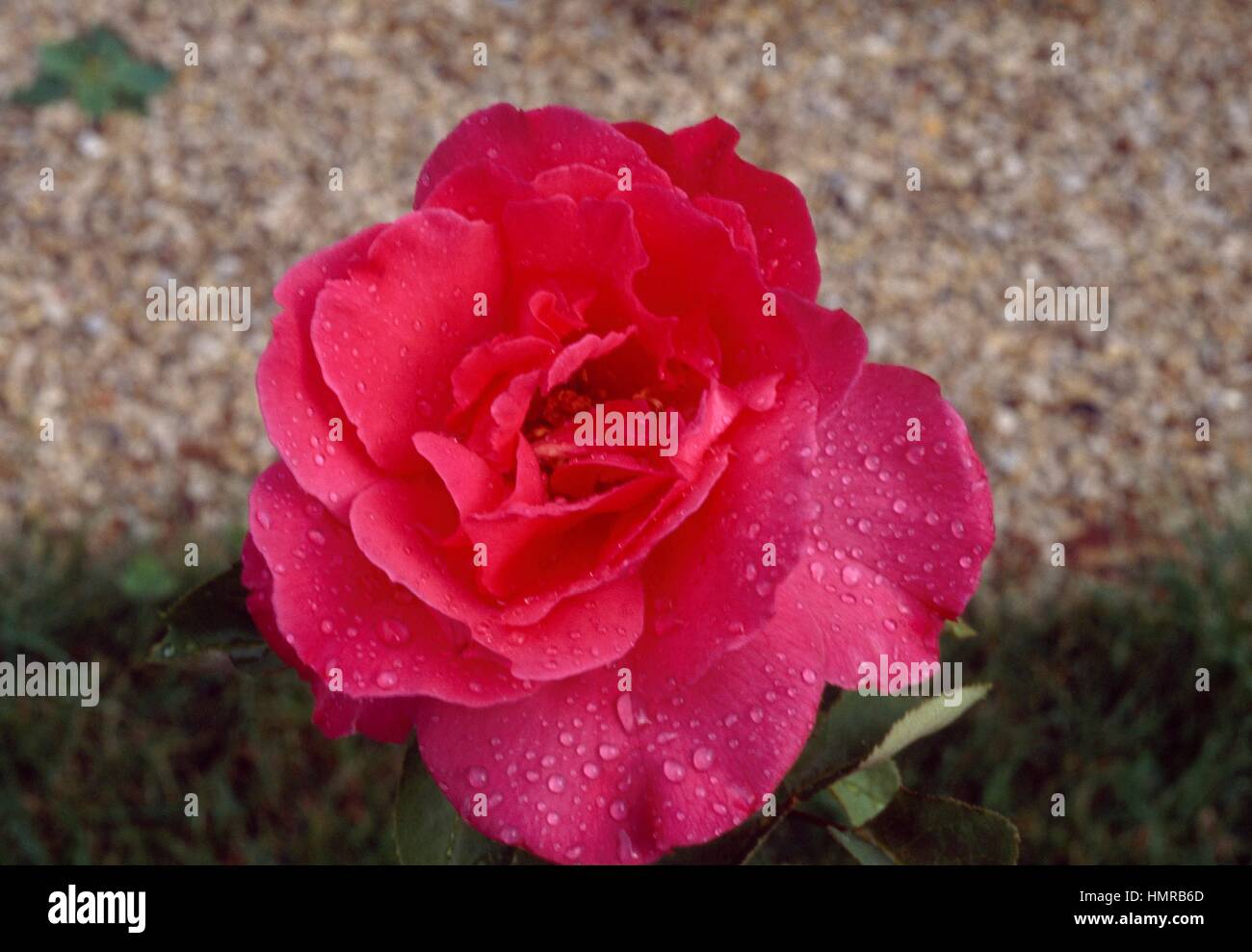 Rose (Rosa Rendezvous), Rosengewächse. Stockfoto