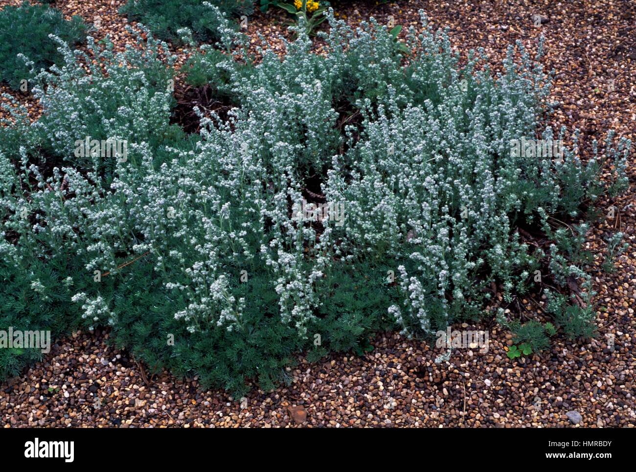 Seidige Wermut (Artemisia Pedemontana), Asteraceae. Stockfoto