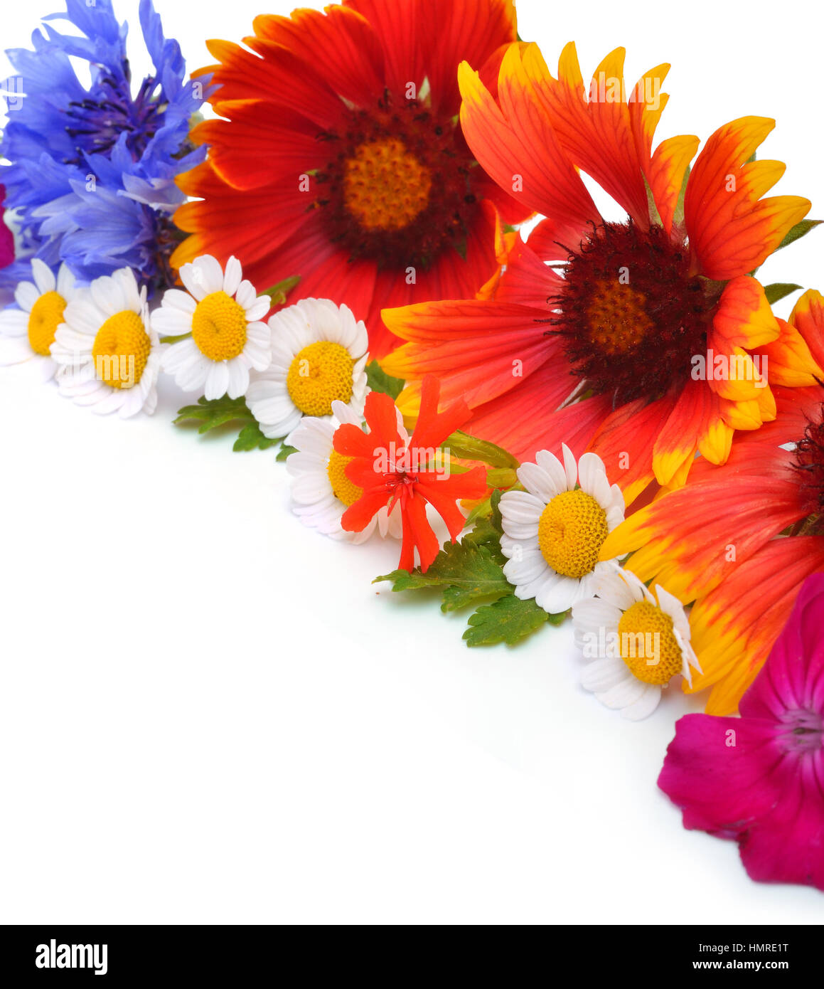 Schöne Wildblumen, Chamomilies, Chrysanthemen, Kornblume, isoliert auf weiss Stockfoto