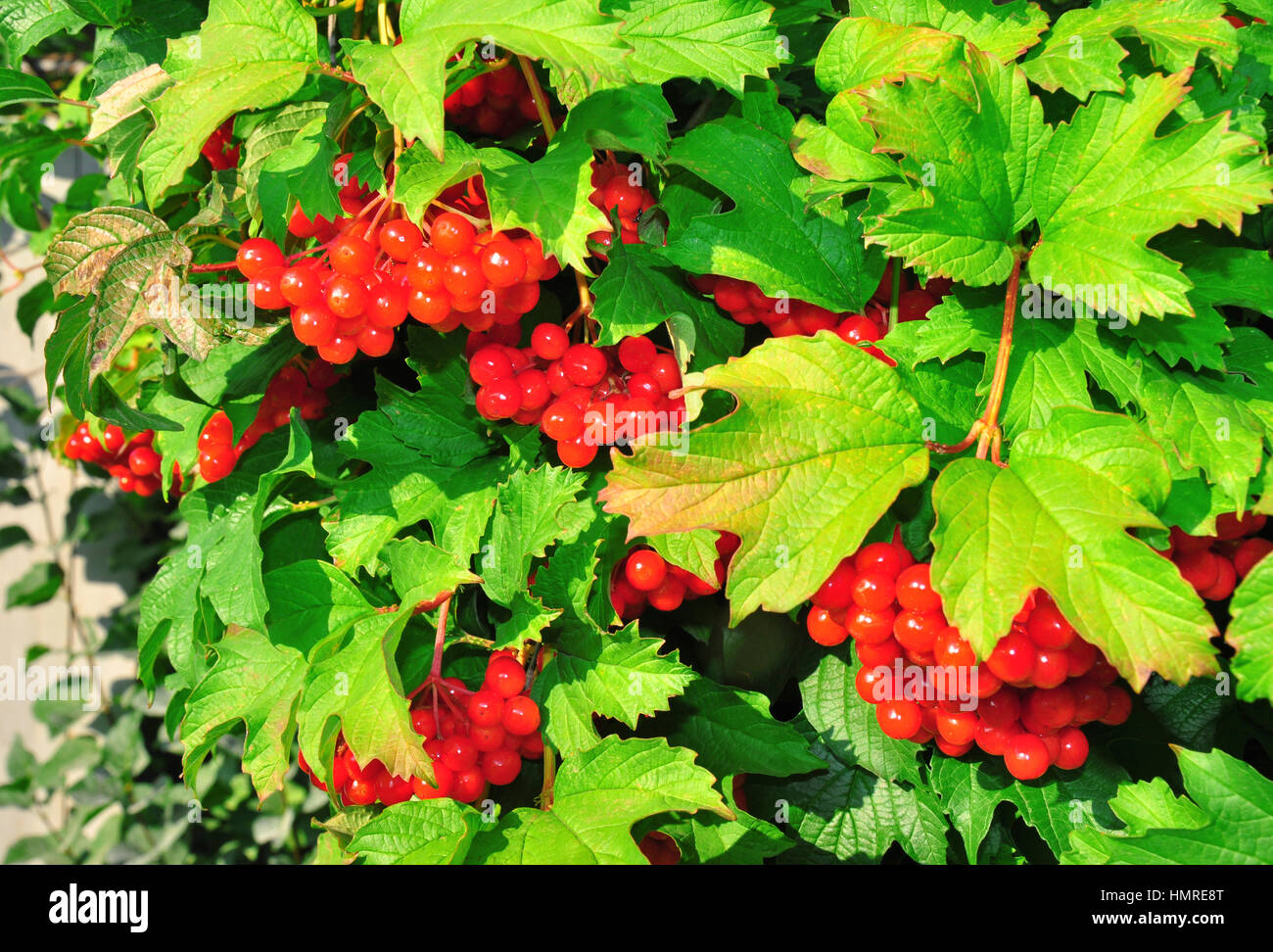 Bush rot Viburnum Beeren Stockfoto