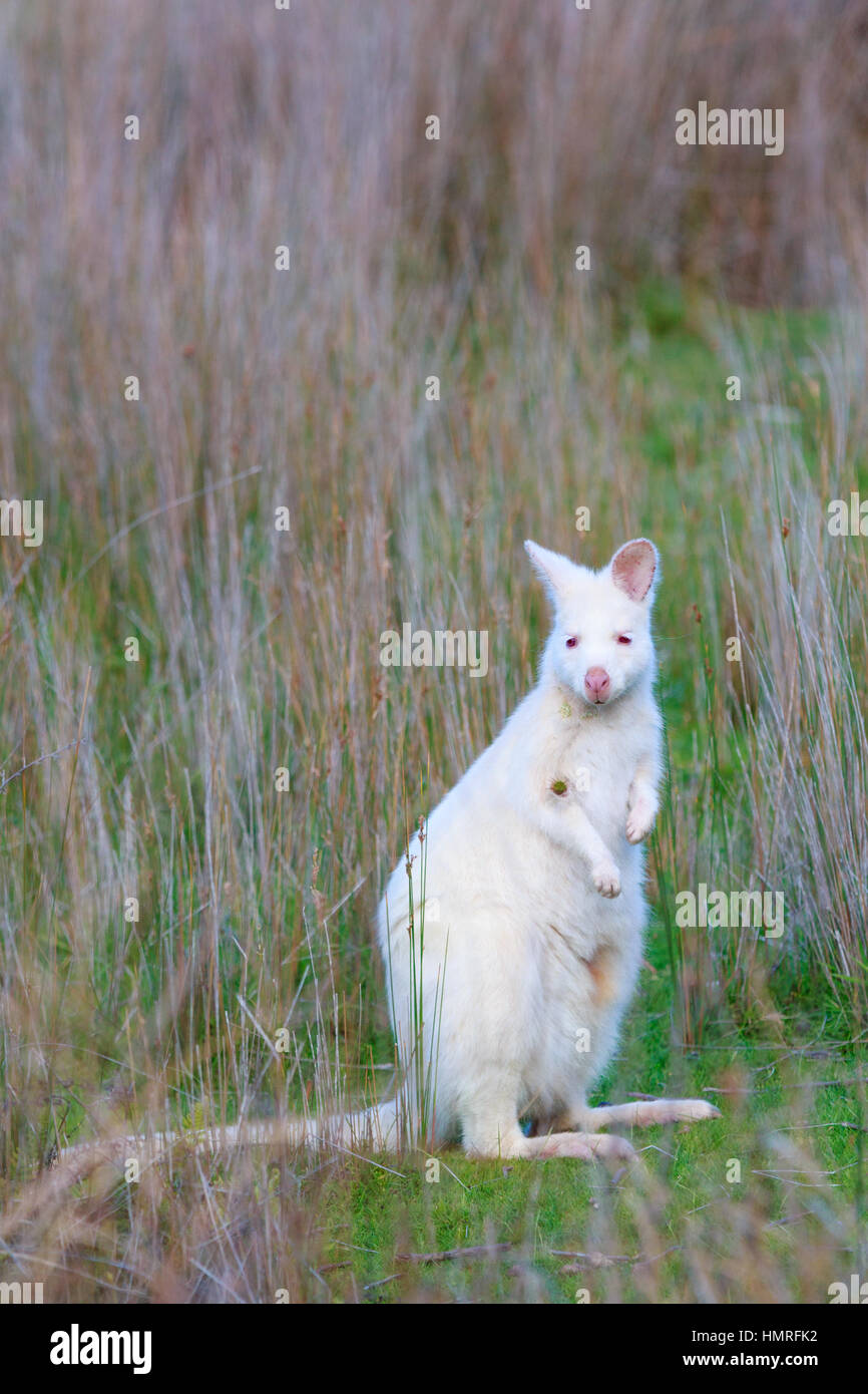 Albino Bennett Wallaby auf Bruny Island Tasmanien Stockfoto