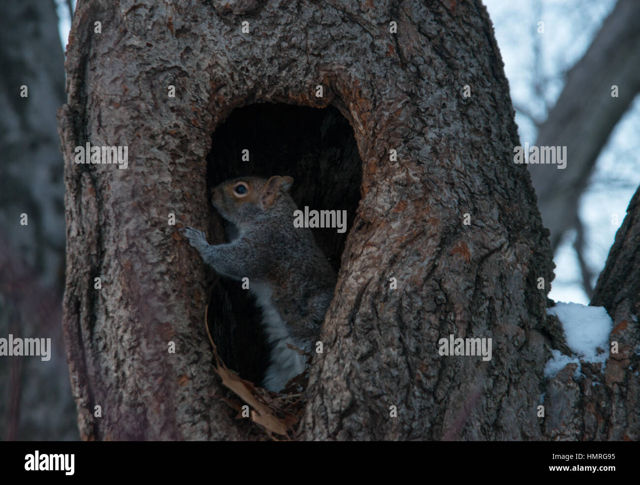 Eichhörnchen aus Nest im Baum im winter Stockfoto