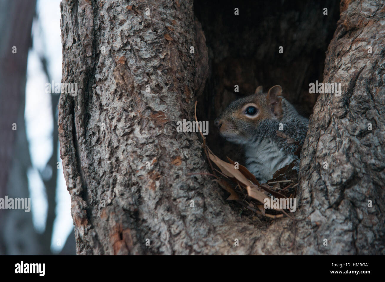 Eichhörnchen aus Nest im Baum im winter Stockfoto