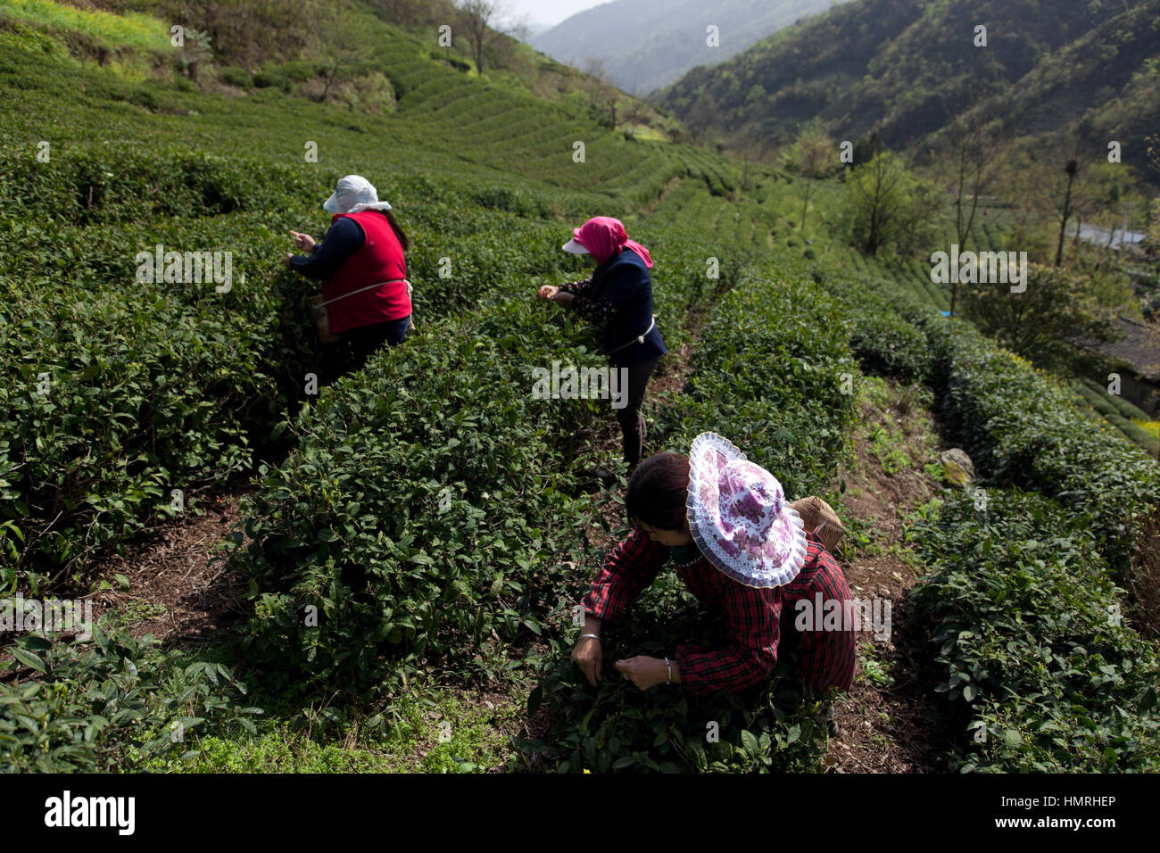 Frauen holen die ersten zarten Tee Knospen während der ersten Teeernte des Jahres, die stattfindet, während Qingming Festival in den Min-Bergen von noch Stockfoto