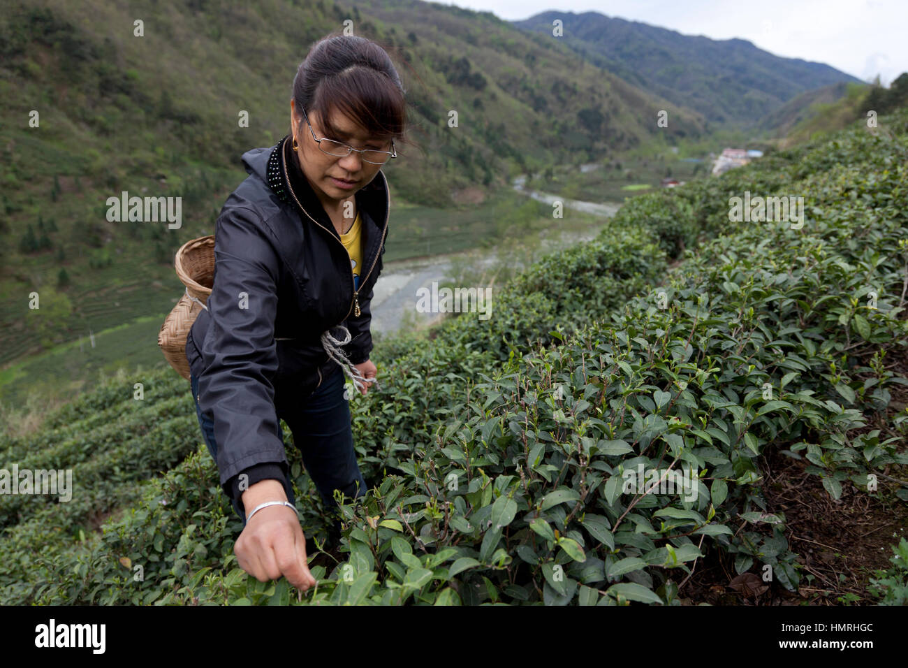 Frauen wählen zarte Knospen von grünem Tee im zeitigen Frühjahr auf einer Teeplantage in den Min-Bergen an der Grenze zwischen Sichuan und Gansu in China. Stockfoto