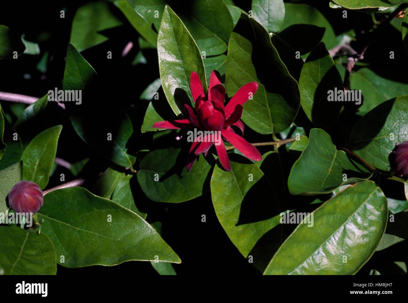 Westliche Sweetshrub (Caly Occidentalis), Calycanthaceae. Stockfoto