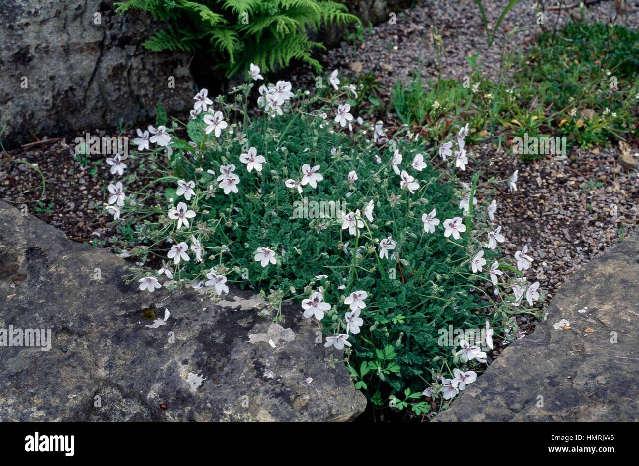 Black-Eyed Reiher Rechnung oder blauäugig Reiher Rechnung (Erodium Macradenum), Geraniaceae. Stockfoto