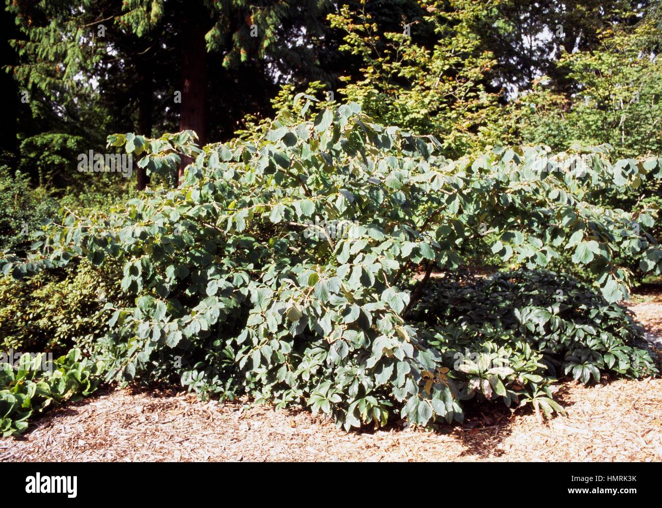 Chinesische Hexe Hasel (Hamamelis Mollis Pallida), Hamamelidaceae. Stockfoto