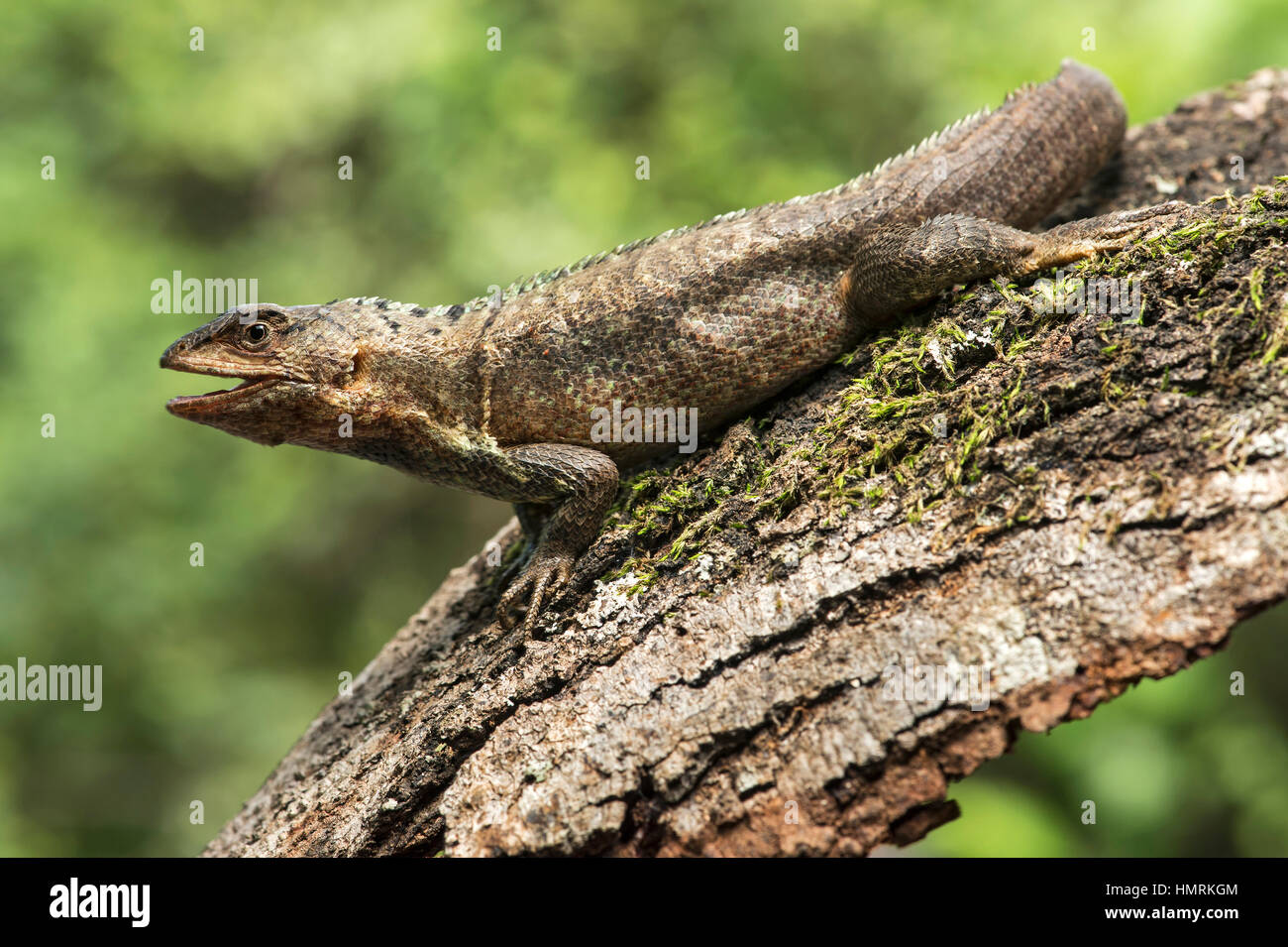 Männliche Puyango Whorltail-Leguan (Stenocercus Puyango), Jorupe biologischen Reservat, westlichen Anden Ausläufern, Ecuador Stockfoto