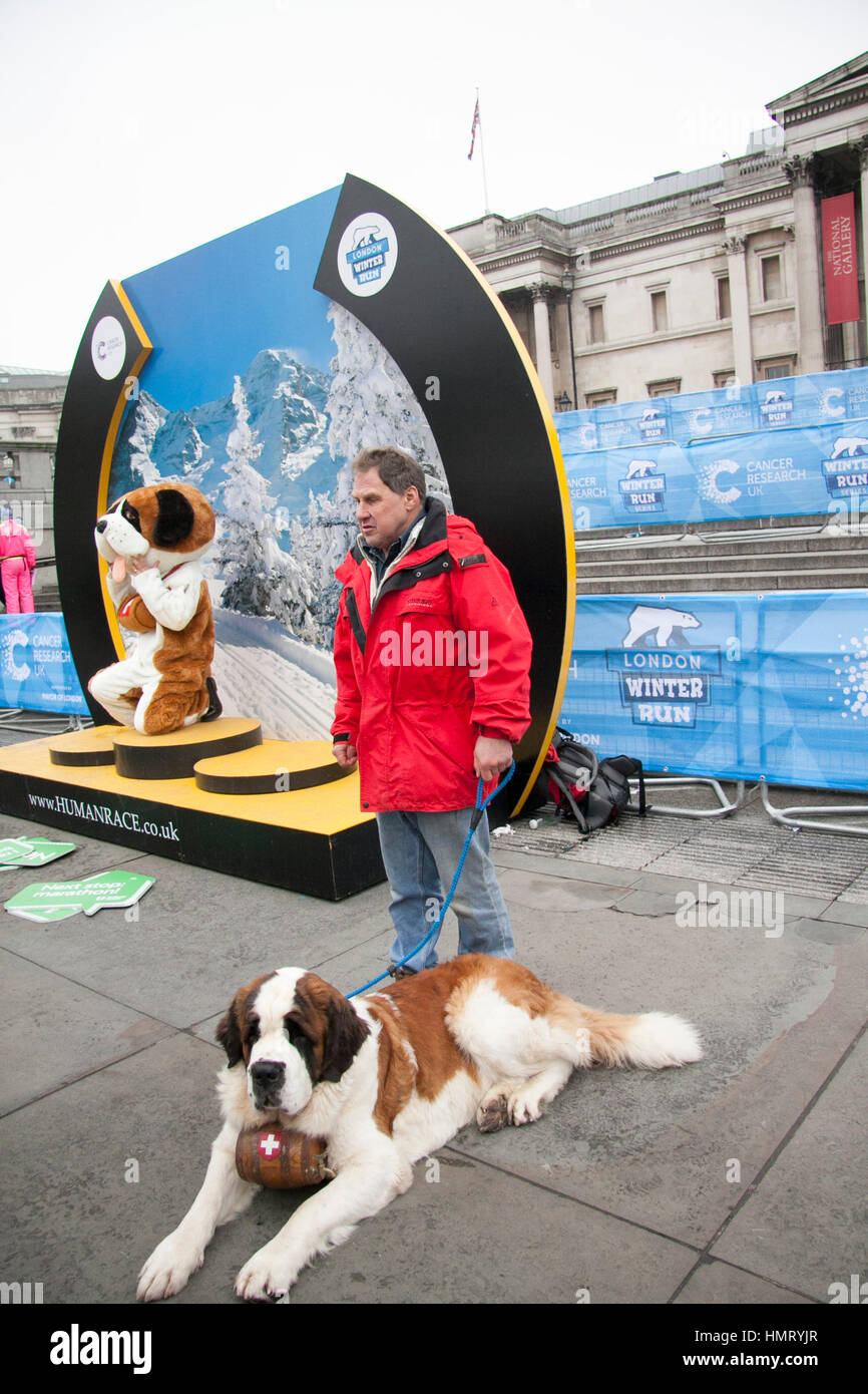 London UK. 5. Februar 2017. Ein Bernhardiner Hund Maskottchen Teilnehmer nehmen Teil in London 10 k Winter laufen zugunsten der Krebsforschung Großbritannien beginnt und endet in Trafalgar Square London Credit: Amer Ghazzal/Alamy Live-Nachrichten Stockfoto