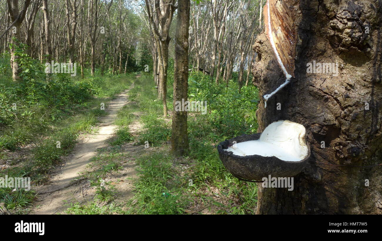 Gummibaum-Plantagen, Koh Jum, Thailand Stockfoto