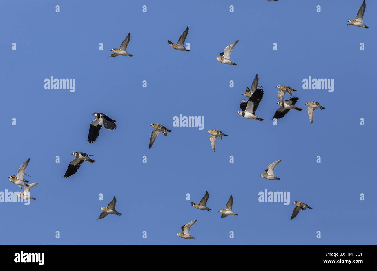 Herde der Goldregenpfeifer Pluvialis Apricaria mit Kiebitze Vanellus Vanellus im Flug im Hochwinter, Bridgwater Bay, Somerset. Stockfoto