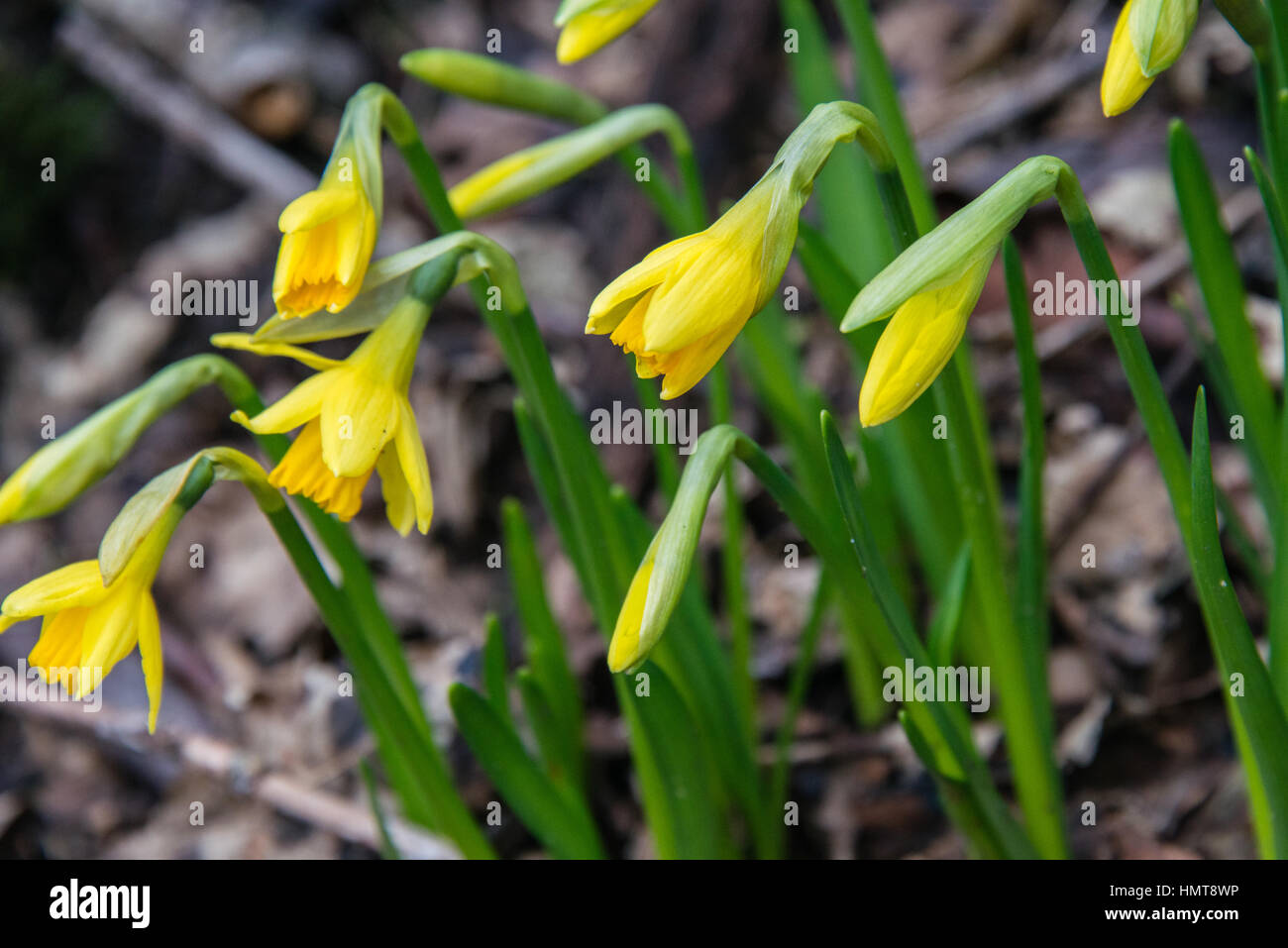 Eine Reihe von Narzissen wachsen wild in Wales Stockfoto
