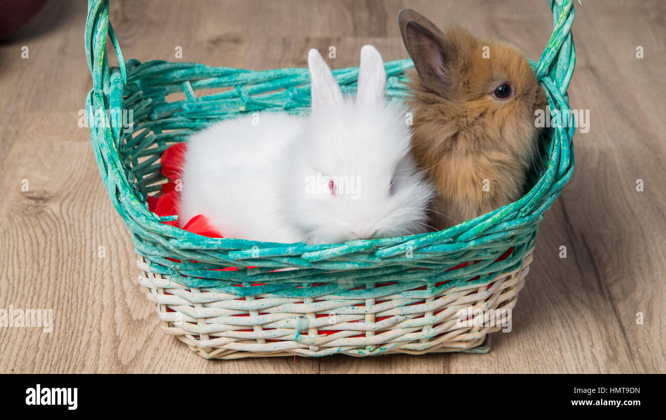 Nahaufnahme von zwei niedlichen Kaninchen in einem weißen Korb Stockfoto