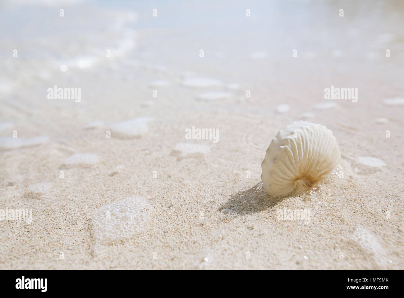 Papier-Meeresschnecke auf goldenen Strand Sand und Seelandschaft Hintergrund Stockfoto
