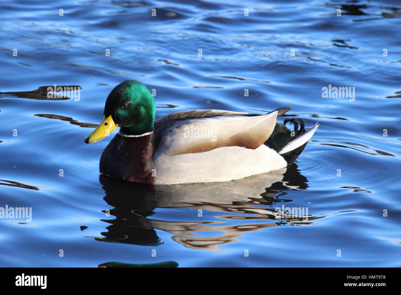 Eine männliche Stockente Ente Anas Platyrhynchos schwimmen an einem See im winter Stockfoto