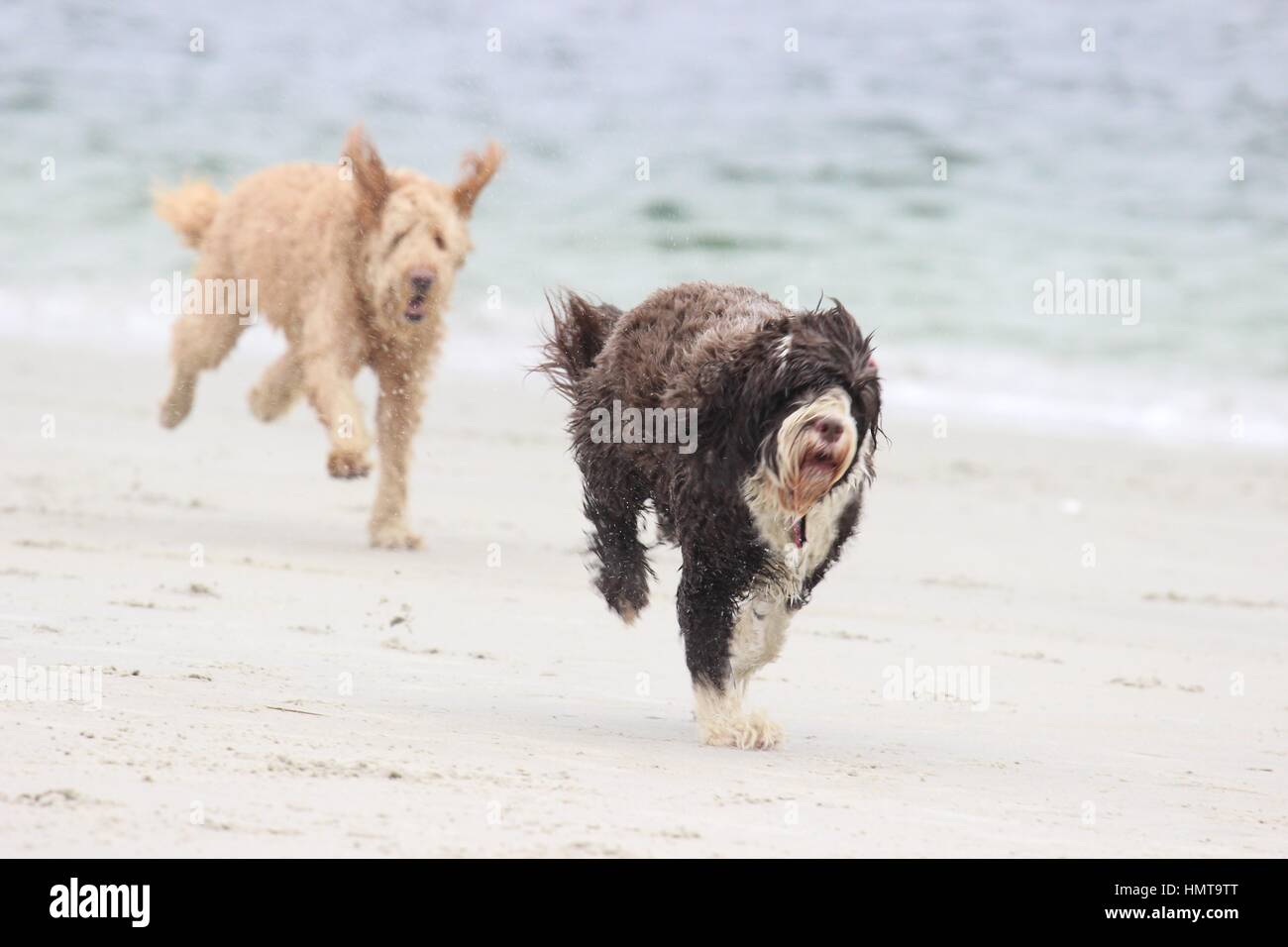 Zwei Hunde, ein Spiel von Chase mit einem Ball am Strand Stockfoto