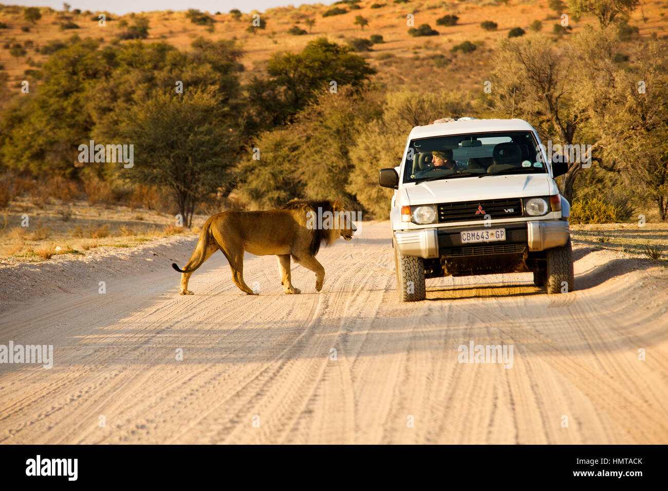 Männlicher Löwe (Panthera leo) überquert eine Straße in der Nähe eines Touristenwagens, Kgalagadi Transfontier Park, Südafrika Stockfoto