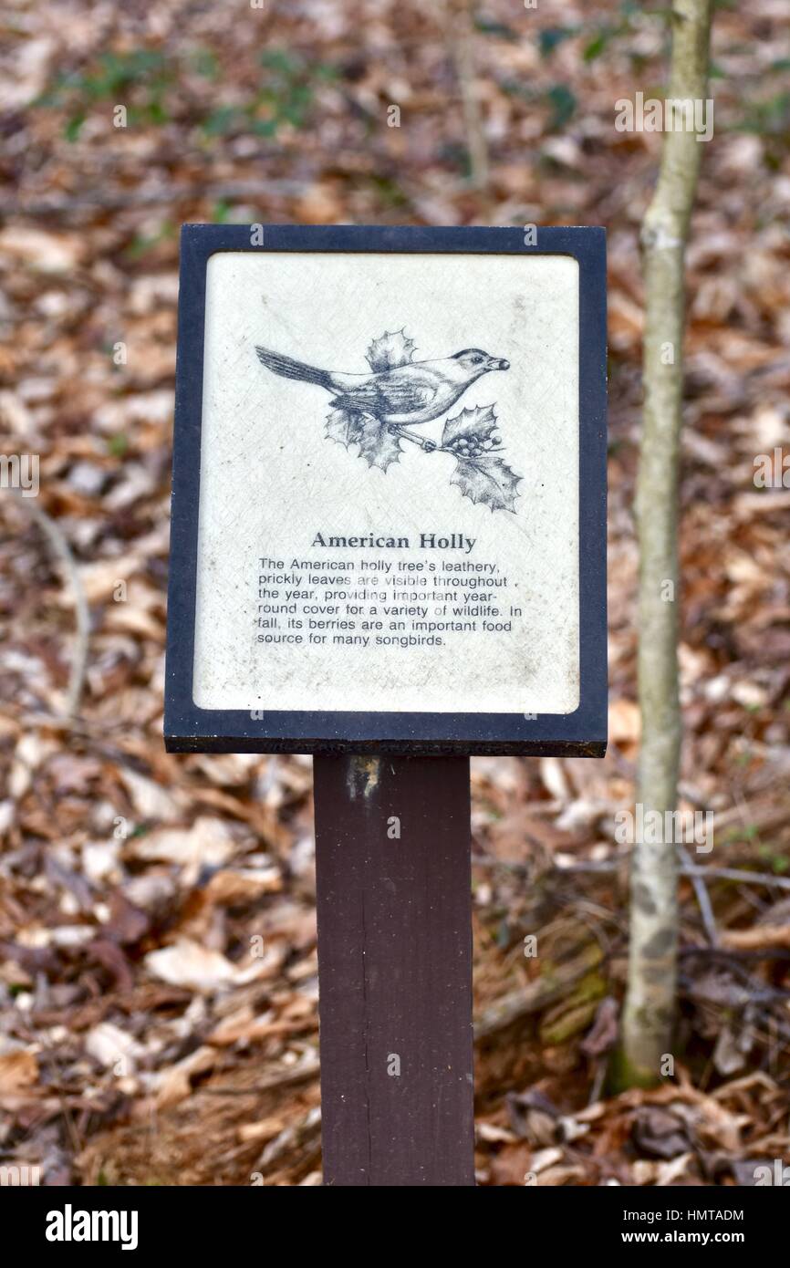 Amerikanische Stechpalme Stockfoto