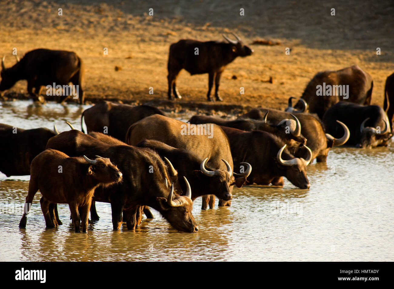 Herde Büffel auf einem Damm, Madikwe Game Reserve, Südafrika Stockfoto