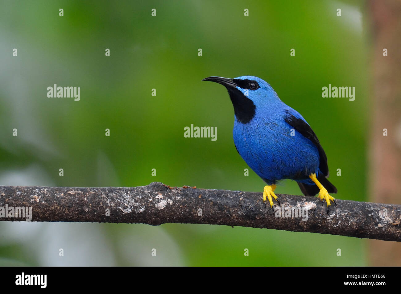 Ein männlicher strahlender Honigkrieger in Costa Rica tropischer Regenwald Stockfoto