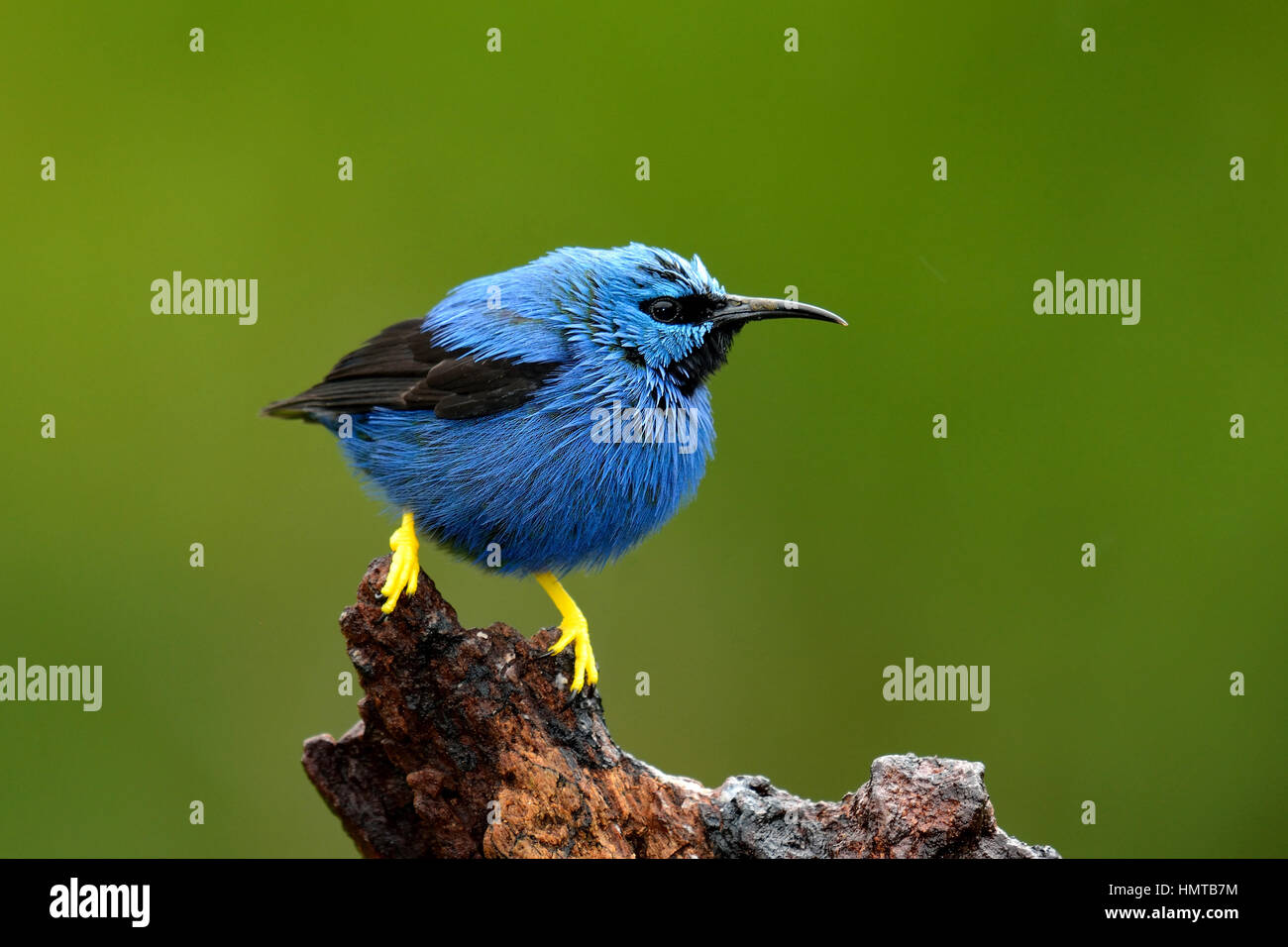 Ein männlicher strahlender Honigkrieger in Costa Rica tropischer Regenwald Stockfoto