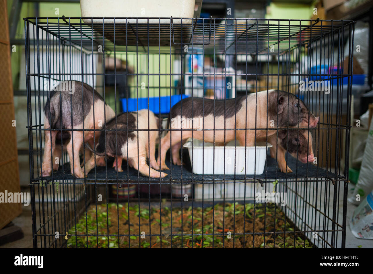 Schweine in Chatuchak-Markt, Bangkok Stockfoto