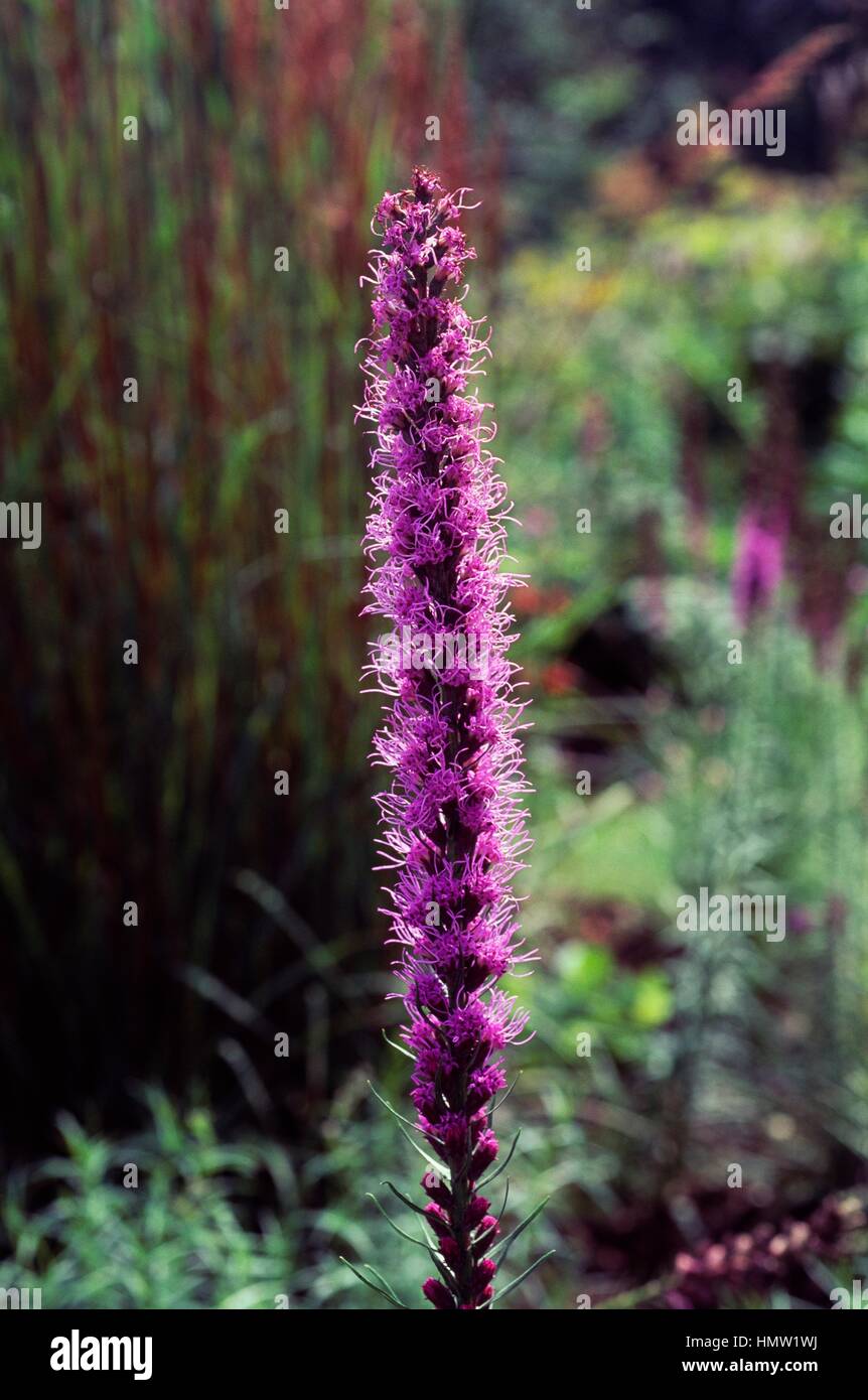 Gay Feather oder dichten Blazing Star (Liatris Spicata Floristan Violett), Asteraceae. Stockfoto