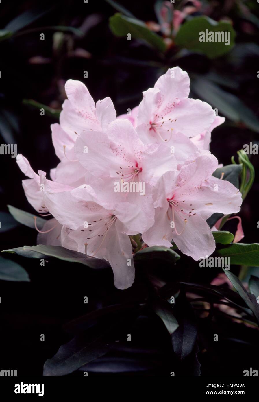 Rhododendron (Rhododendron White Pearl), Ericaceae. Stockfoto