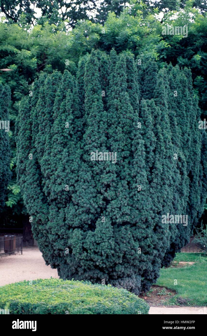 Irische Eibe (Taxus Baccata Fastigiata), Tassaceae Stockfotografie - Alamy