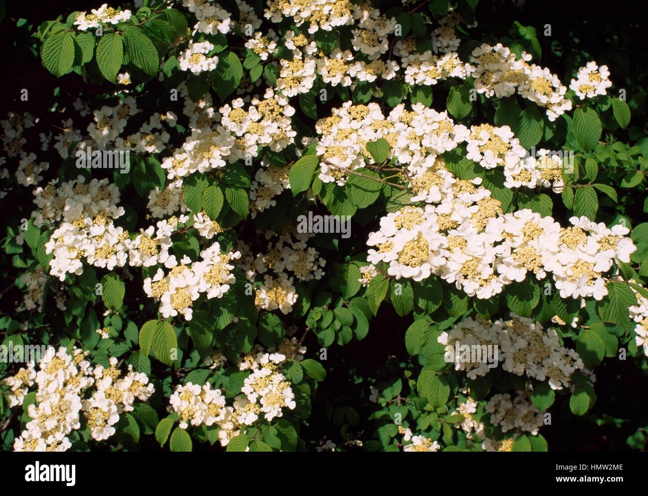 Doublefile Schneeball (Viburnum Plicatum Hornkraut Mariesii), Adoxaceae. Stockfoto