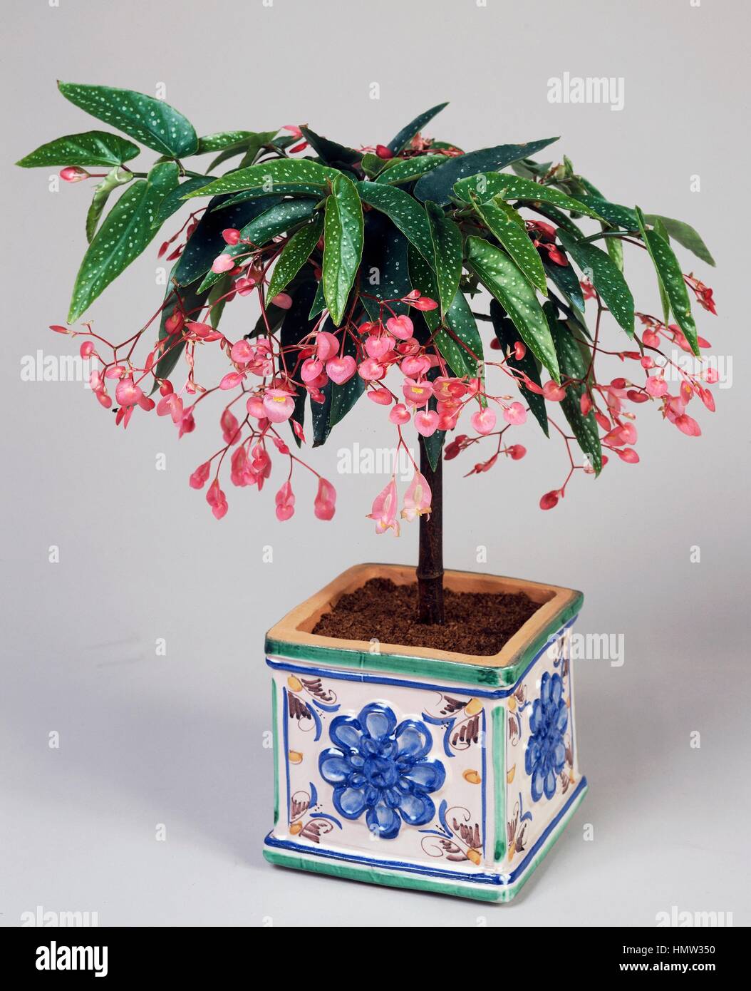 Begonie (Begonia X corallina), Begoniaceae Stockfotografie Alamy