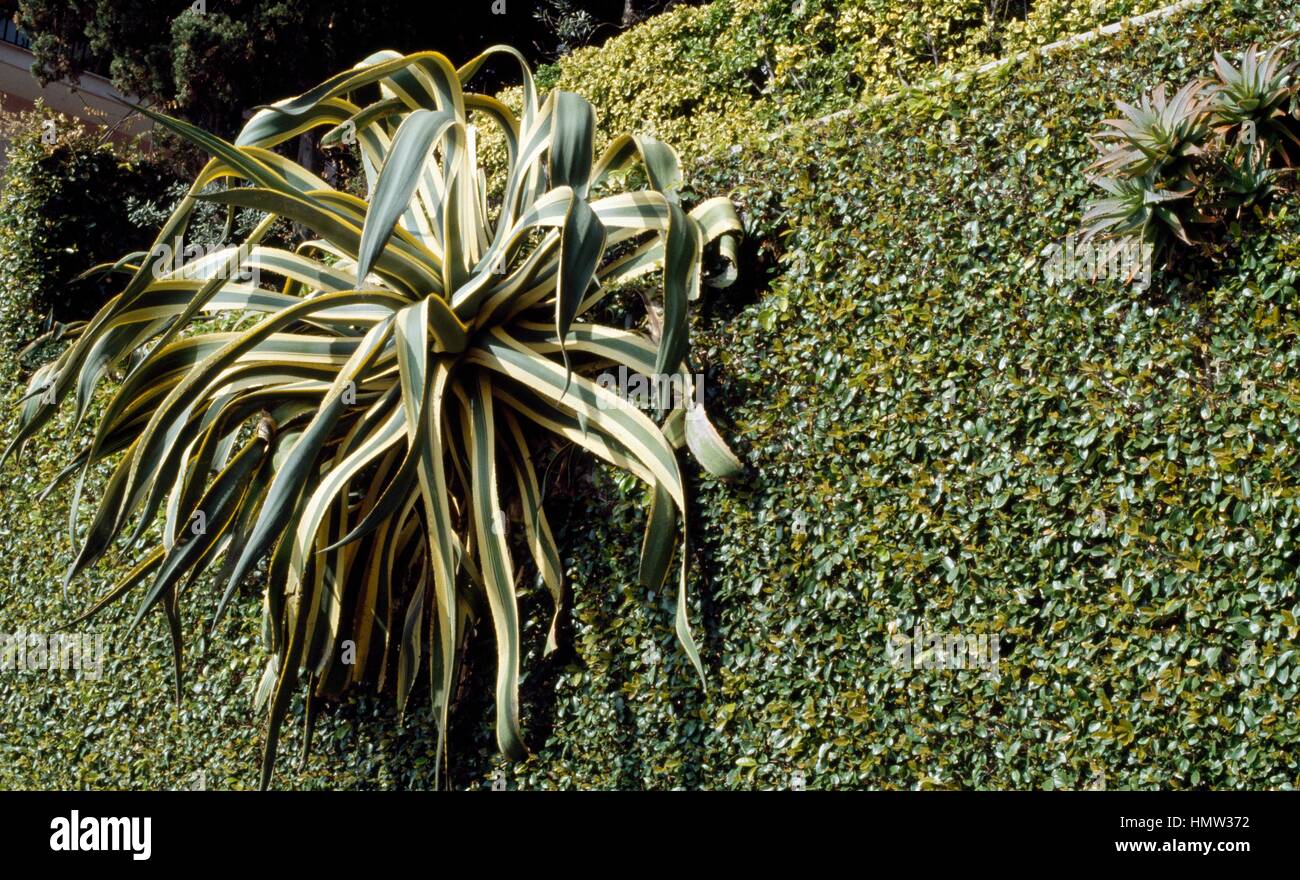 Agave Americana Marginata, Agavaceae. Stockfoto