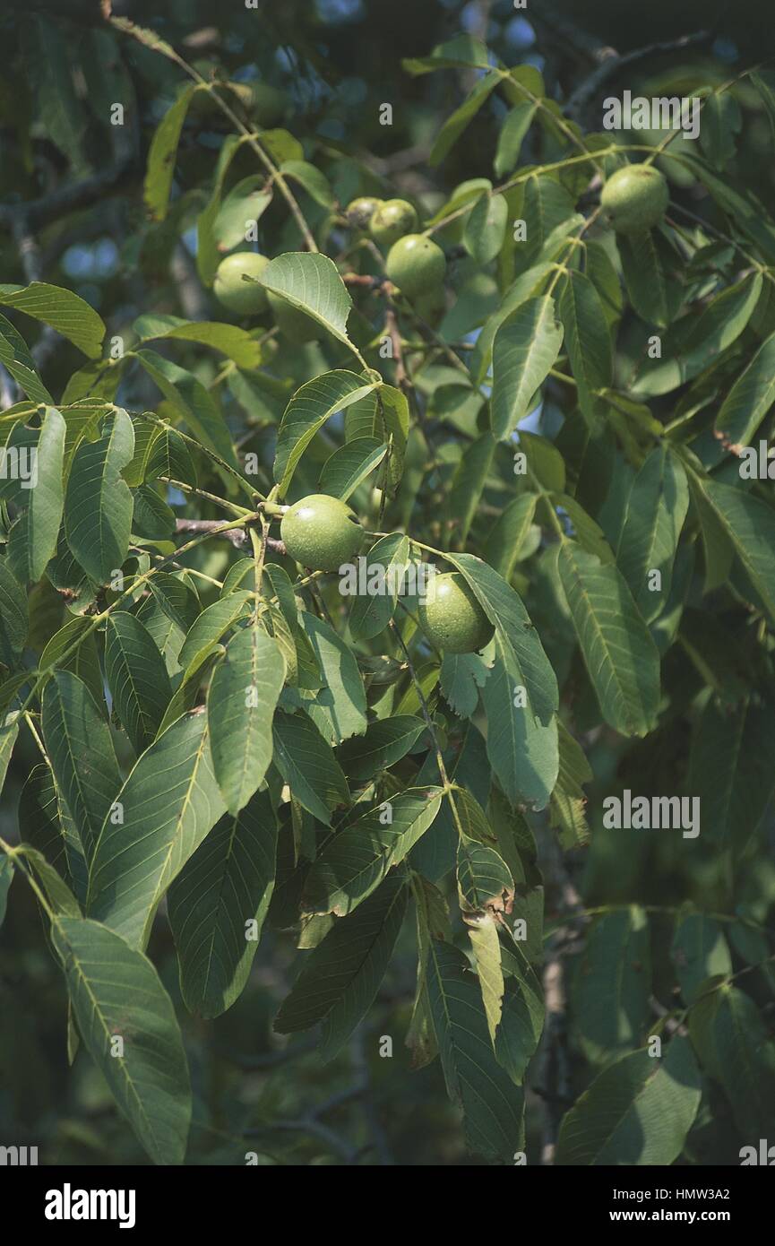 Gemeinsamen Walnuss (Juglans Regia), close-up der Früchte Stockfoto