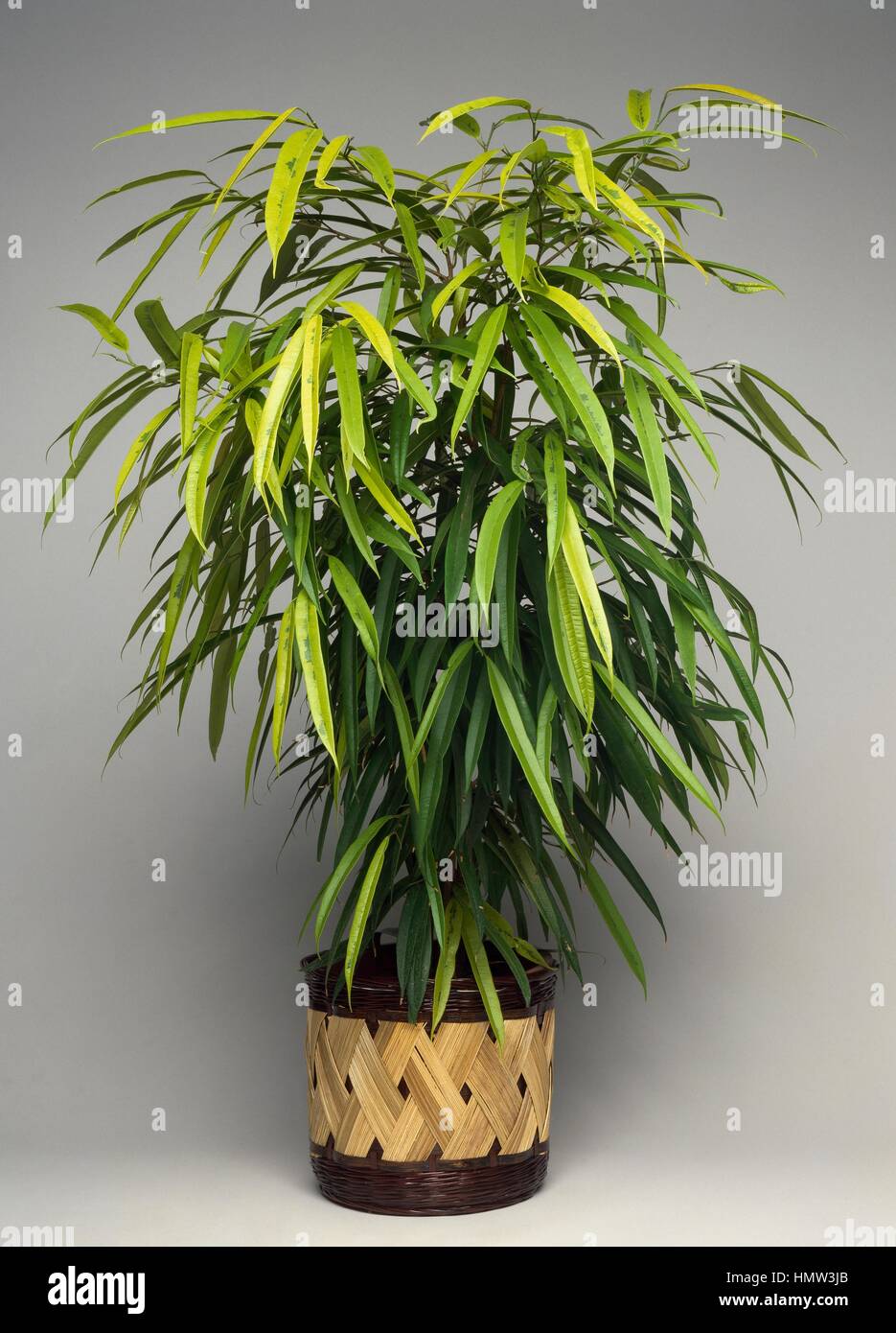 calathea white fusion ableger Calathea White Fusion main image 1