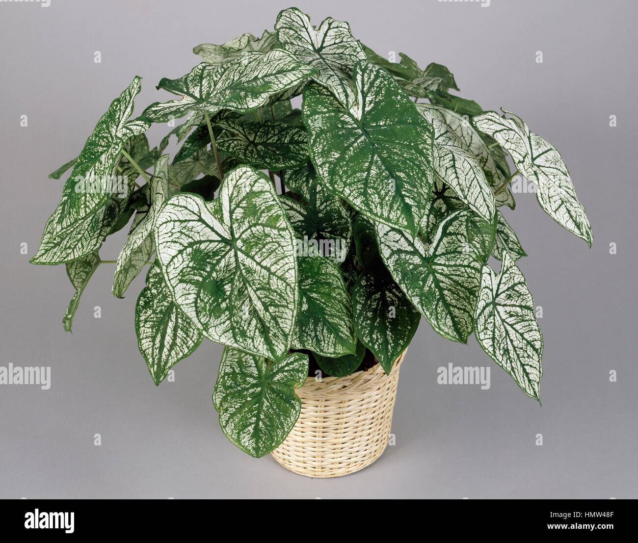 Elefantenohr caladium bicolor candida -Fotos und -Bildmaterial in hoher  Auflsung  Alamy