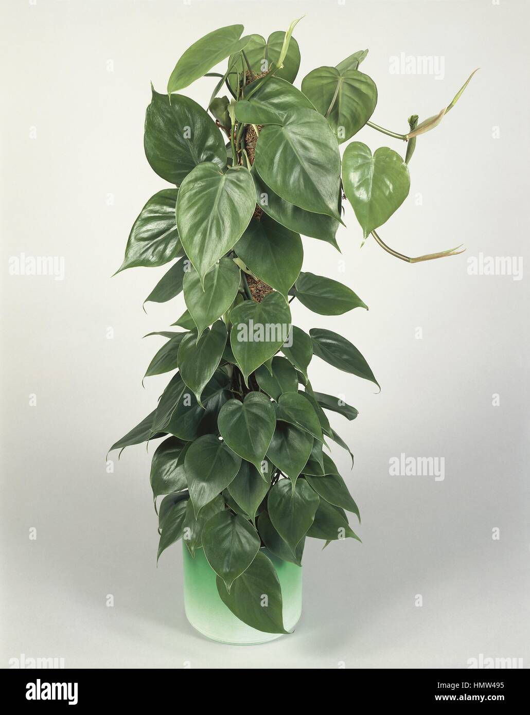 Zimmerpflanzen - Aronstabgewchse. Salon Efeu oder Sweetheart Rebe  (Philodendron Scandens Stockfotografie - Alamy