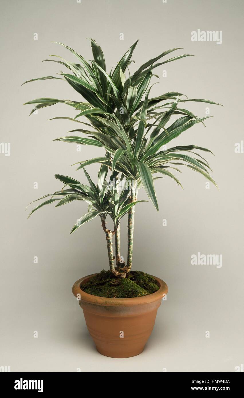 Dracaena fragrans -Fotos und -Bildmaterial in hoher Auflsung  Alamy