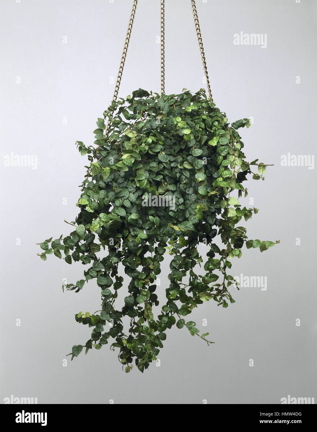 weinrebe zimmerpflanze Weintraube Vitis Vinifera Zimmerpflanze Ø55cm ↕220cm kaufen